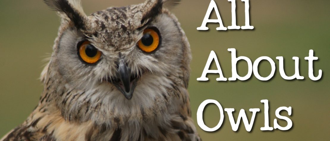 All About Owls – FreeSchool Publishing